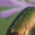 Chrysomelidae